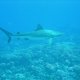 67- Requin gris sur le plateau coralien 